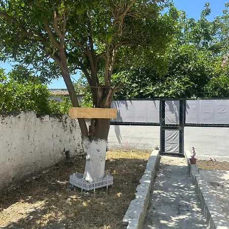 Orange Grove